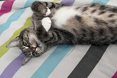 grey and white cat lying on it's back